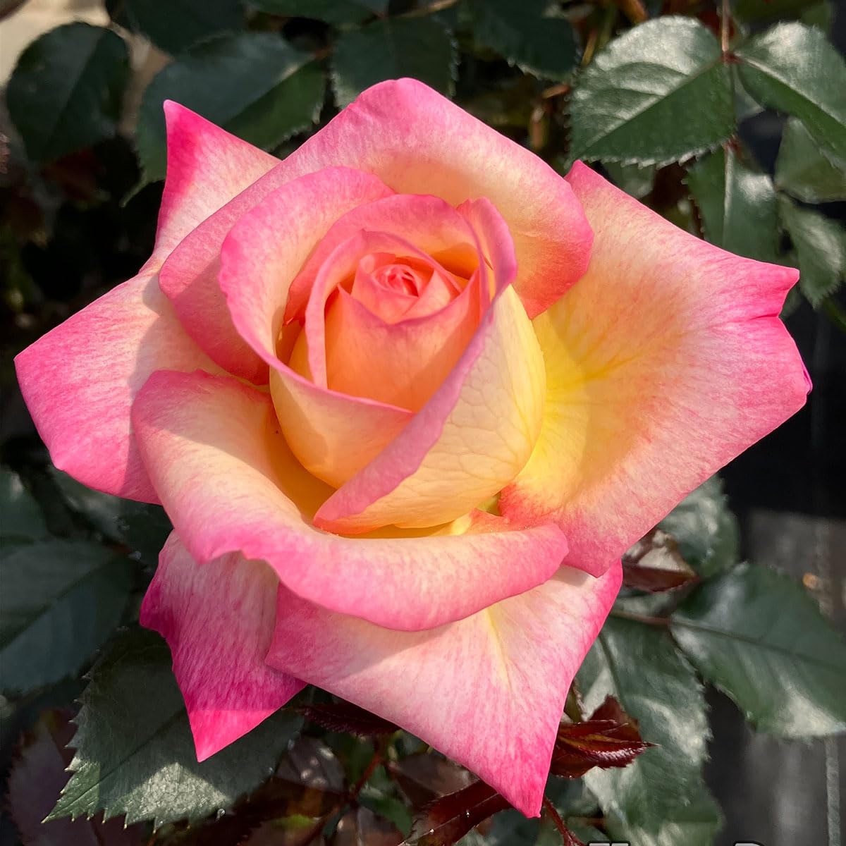 えみです♪ファビュラス♪(’-’*)♪赤ちゃん薔薇苗です♪ バラ苗【6号新苗】ファビュラス! 国産苗 6号鉢植え品［農林水産